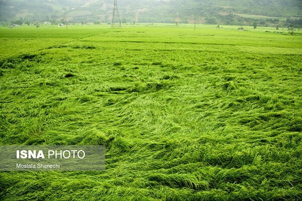 افزایش خسارت به شالیزارهای بزرگترین شهرستان برنج خیز کشور